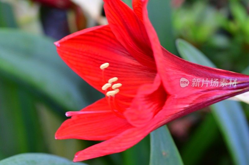 孤挺花/ Hippeastrum